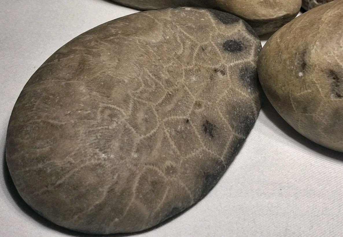 Michigan Petoskey Stone Lot 1 Pound Unpolished Natural Great Lakes Fossil Coral