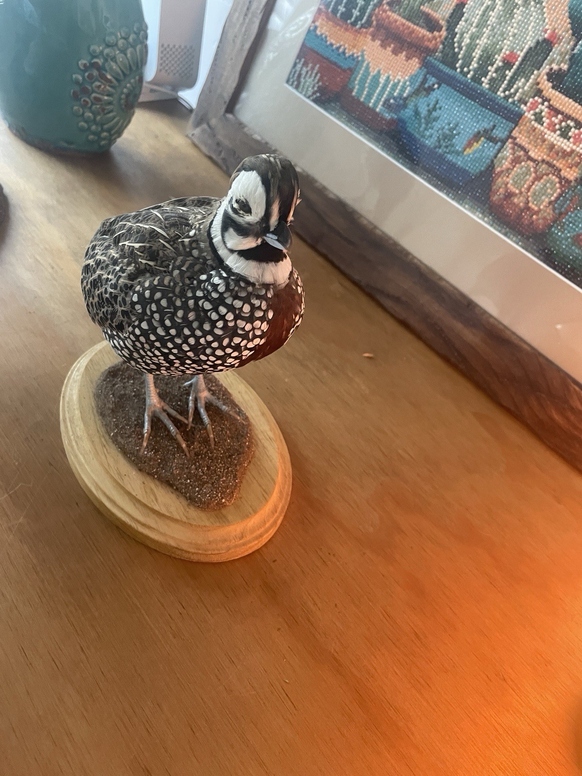 Mearns Montezuma Quail Taxidermy Mount