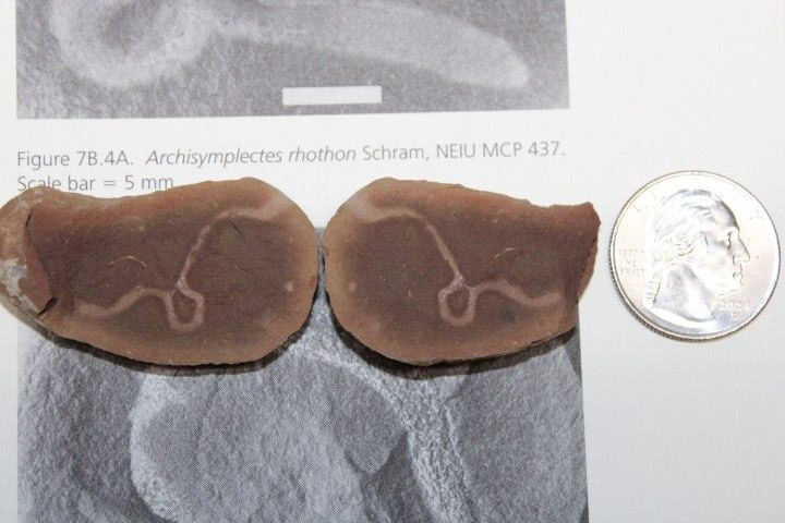 Mazon Creek Fossil Nonannelid Worm Fossils Pennsylvanian Period R6