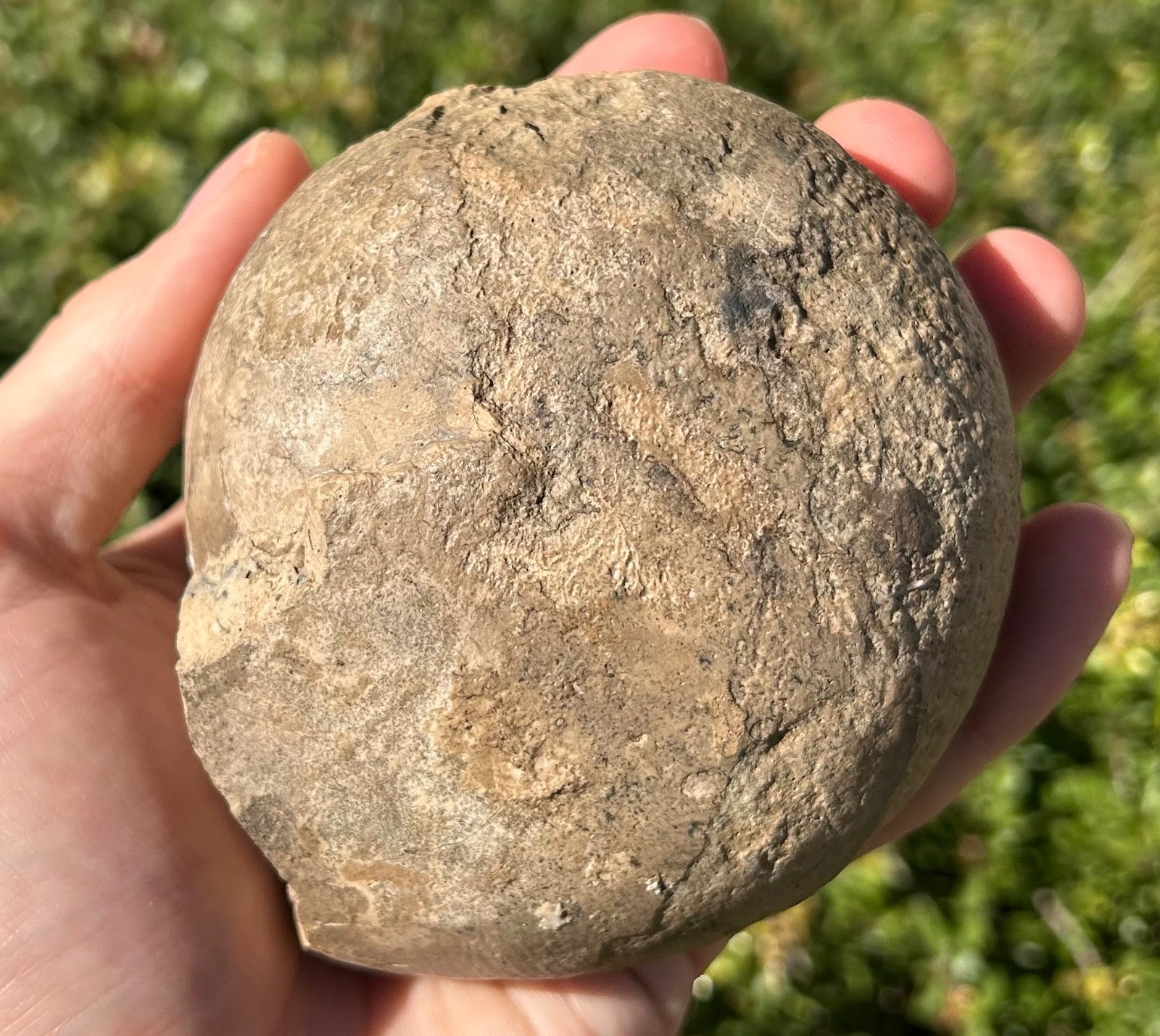 Indonesia Fossil Ammonite Permian Age Timor HUGE