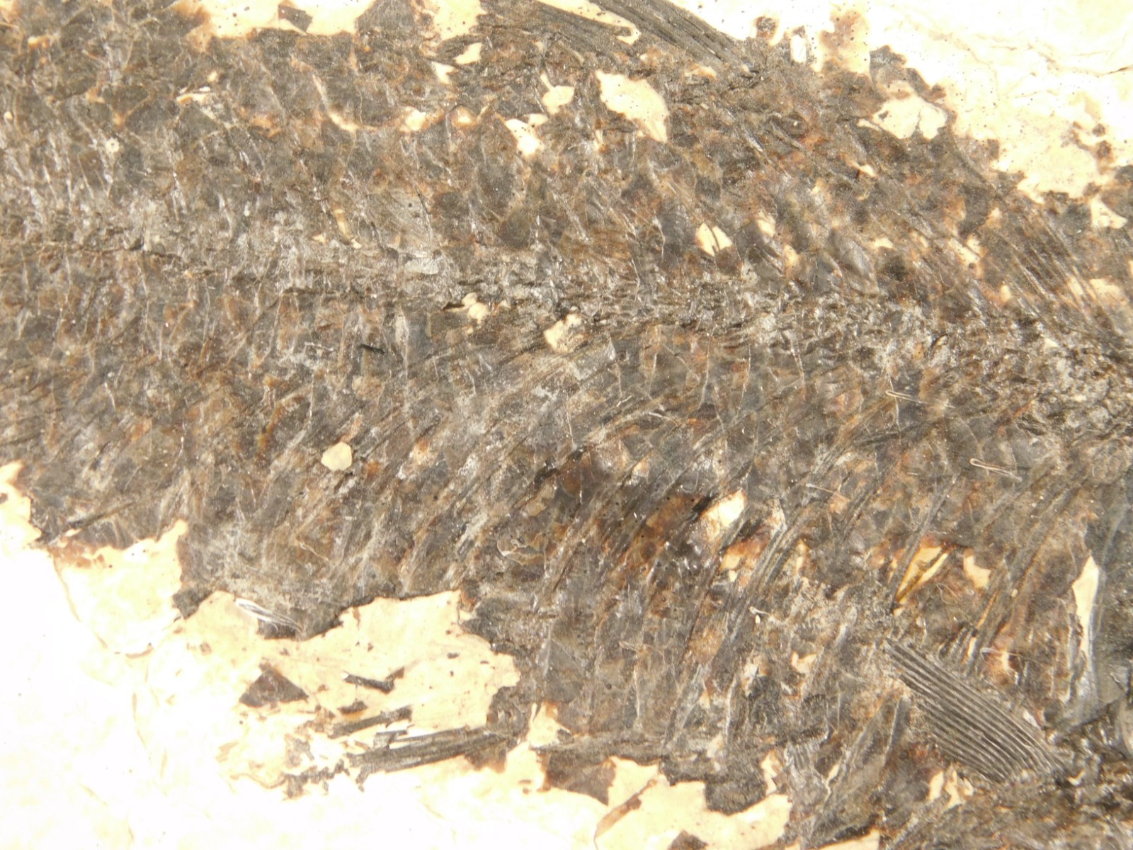 Larger! 50 Million Year Old Knightia FISH Fossil on Big Matrix Wyoming 721gr