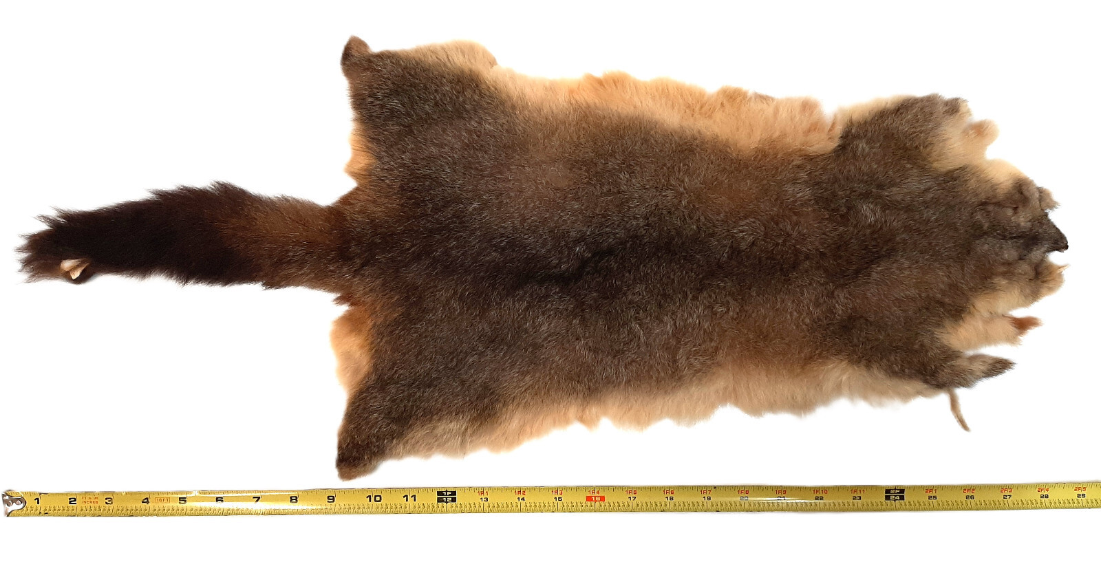 Brush-tail Possum, Dressed - Soft & Plush Fur - Natural Color