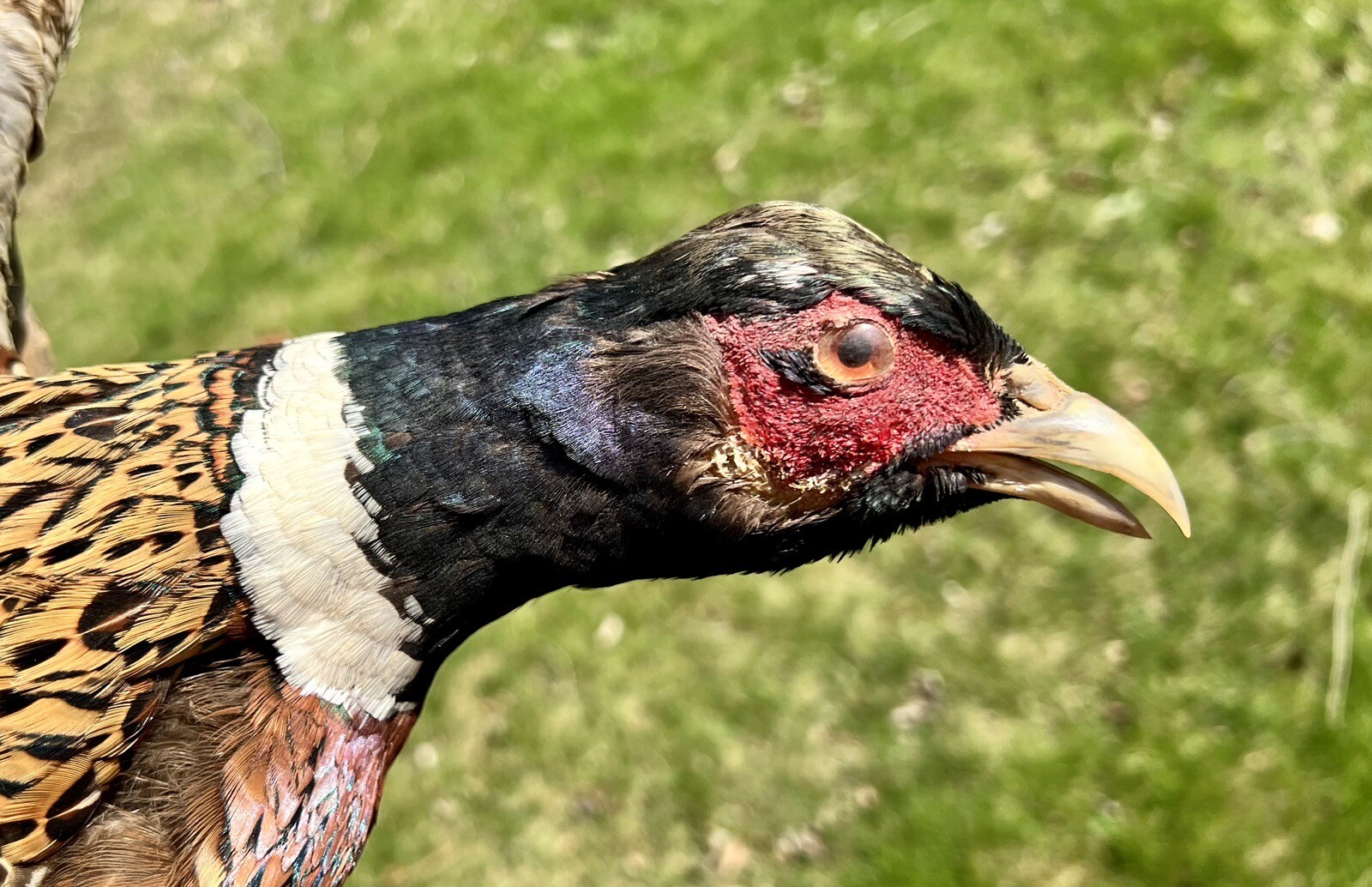 Vintage PAIR Real Ringneck Flying Pheasants Wall Mounts Taxidermy LOCAL PICKUP