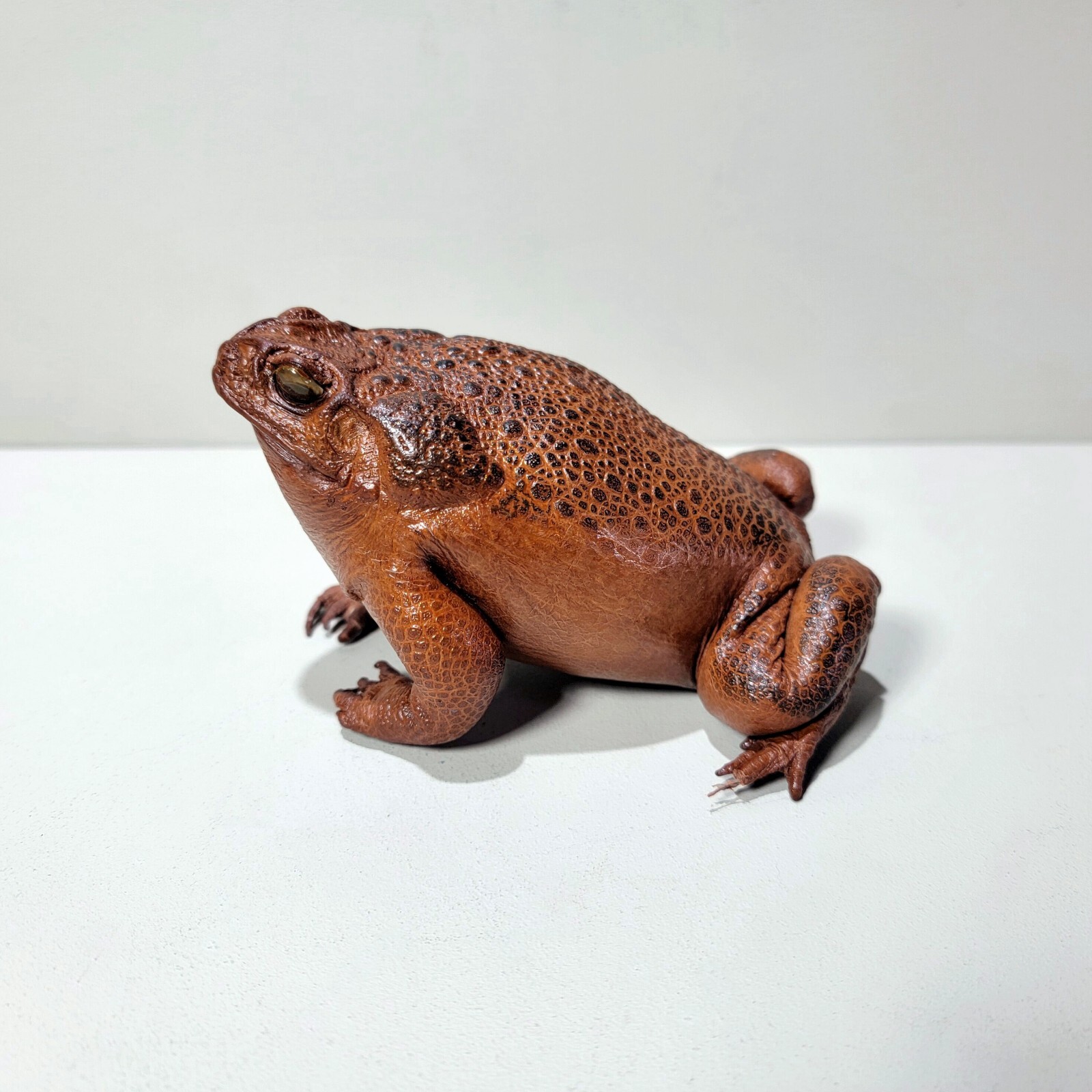 Taxidermy Toad, Real Stuffed Frog, Rhinella marina