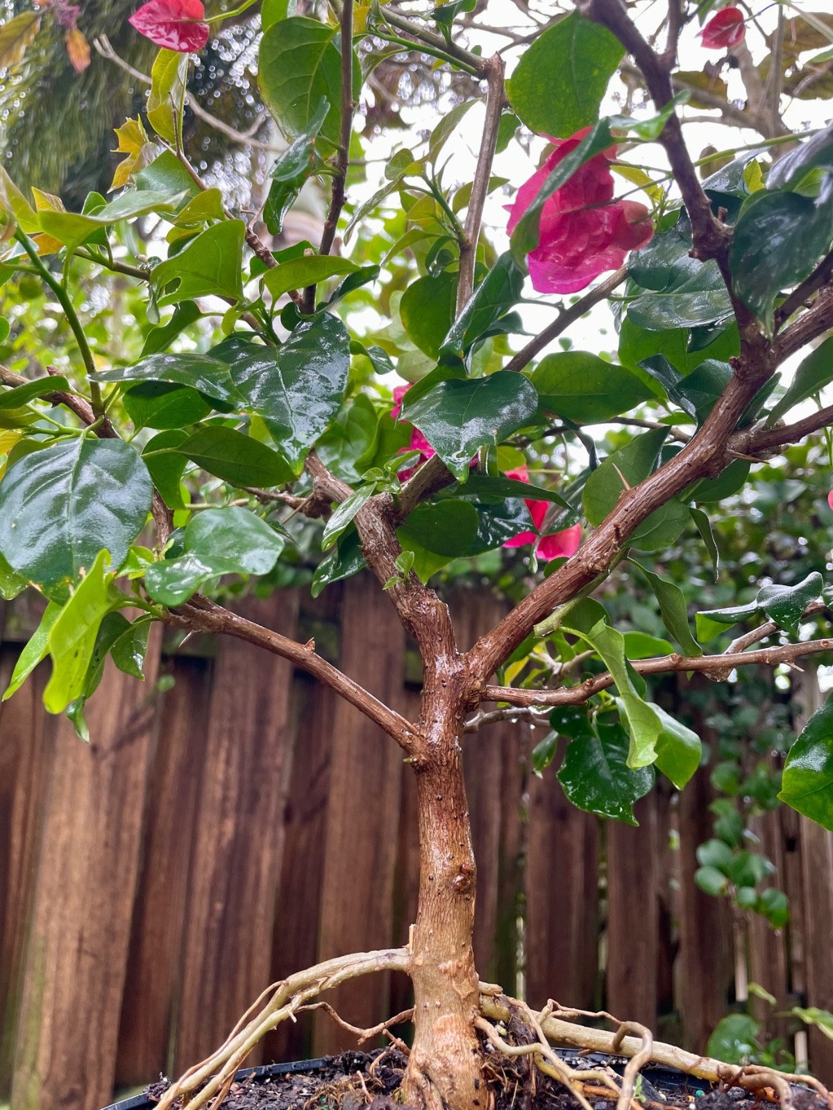 Bonsai Style Pre-bonsai Fuchsia Bougainvillea Tree 6 years