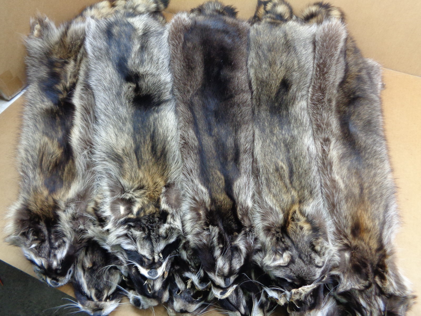 Professionally Tanned #1 XXXL Raccoon/Coon Hide/Furs/Pelts/Taxidermy/Crafts
