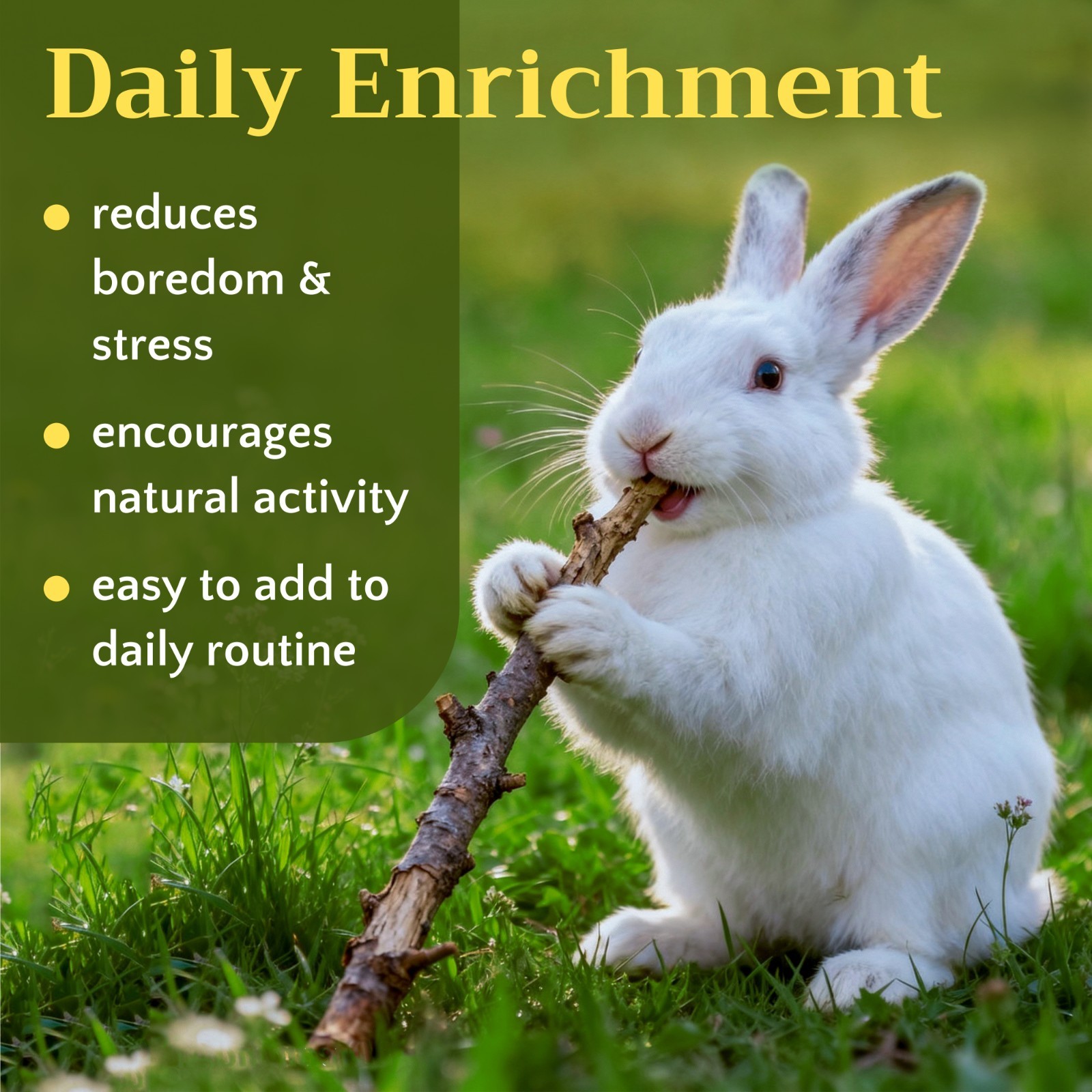 Apple Chew Sticks – Natural Wood for Rabbits, Hamsters, Guinea Pigs