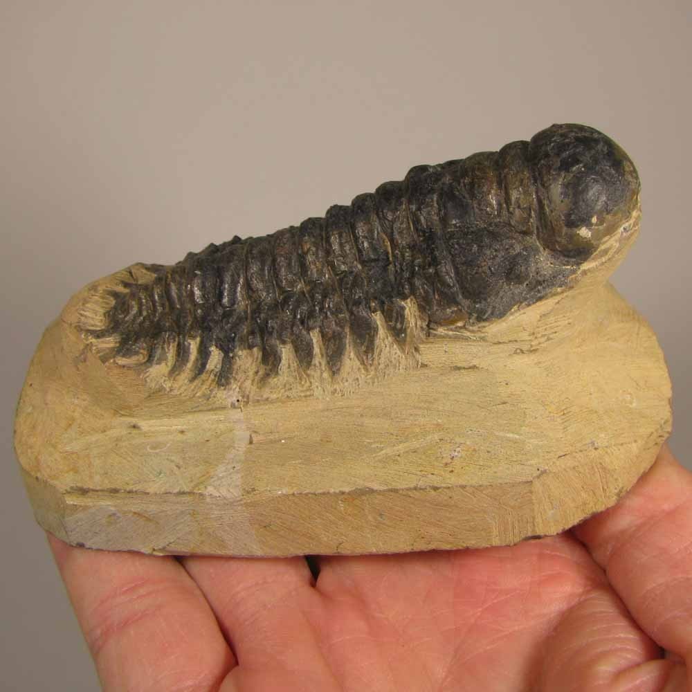3.4" Crotalocephalus Gibbus TRILOBITE Fossil on Matrix - Devonian Age - Morocco