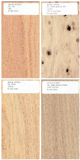 40 pc. Set of 1/2 x 3 x 6" Wood Samples for Collecting, Knife Scales, etc. Set 1