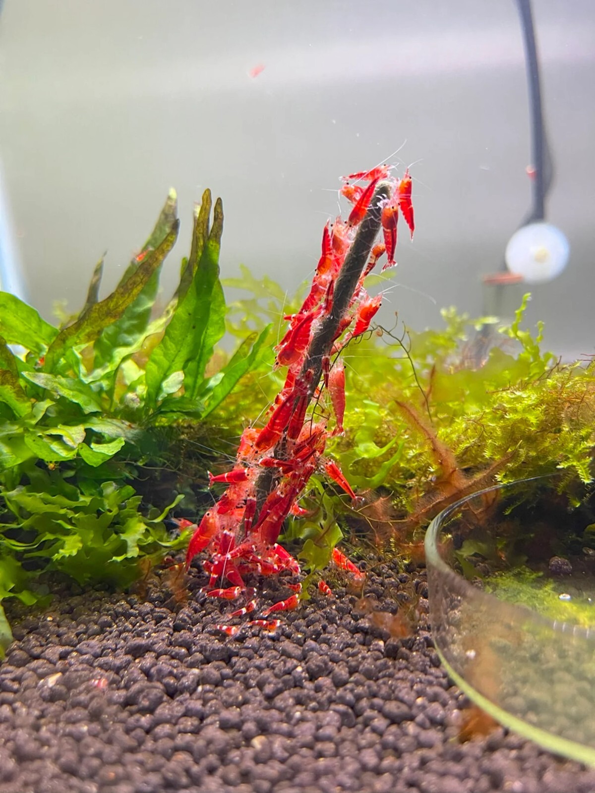 Shrimp Lollies 15 Sticks - All in One Lollies Nano - Homemade in USA Shrimp Food