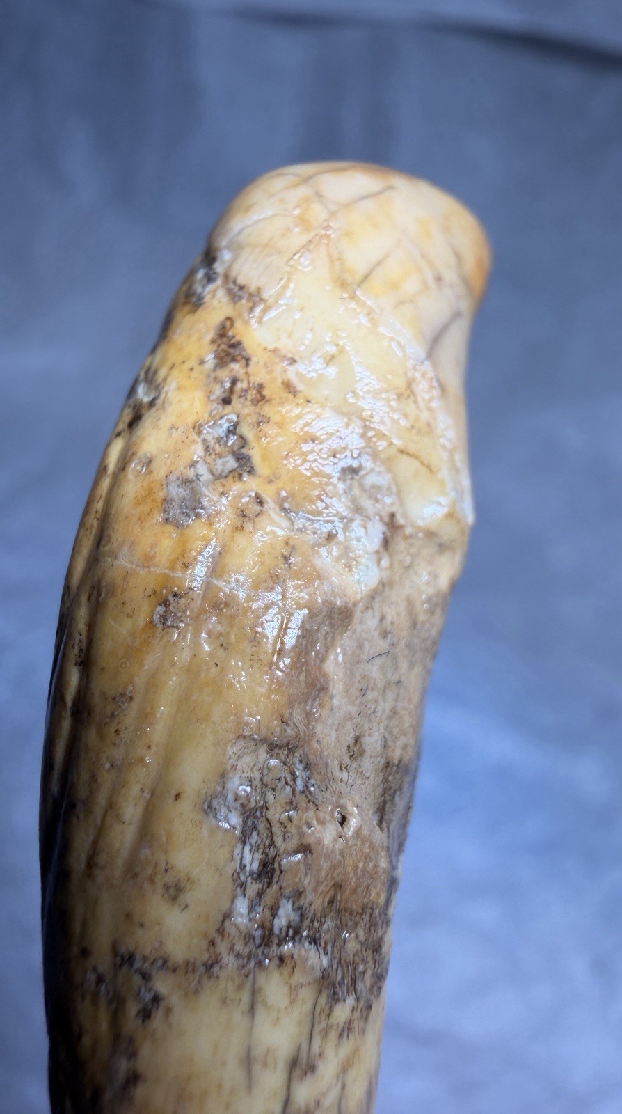 👀 Fantastic Rare Romanian Cave Bear Canine Tooth Fossil, Ursus Spelaeus ✨🔥