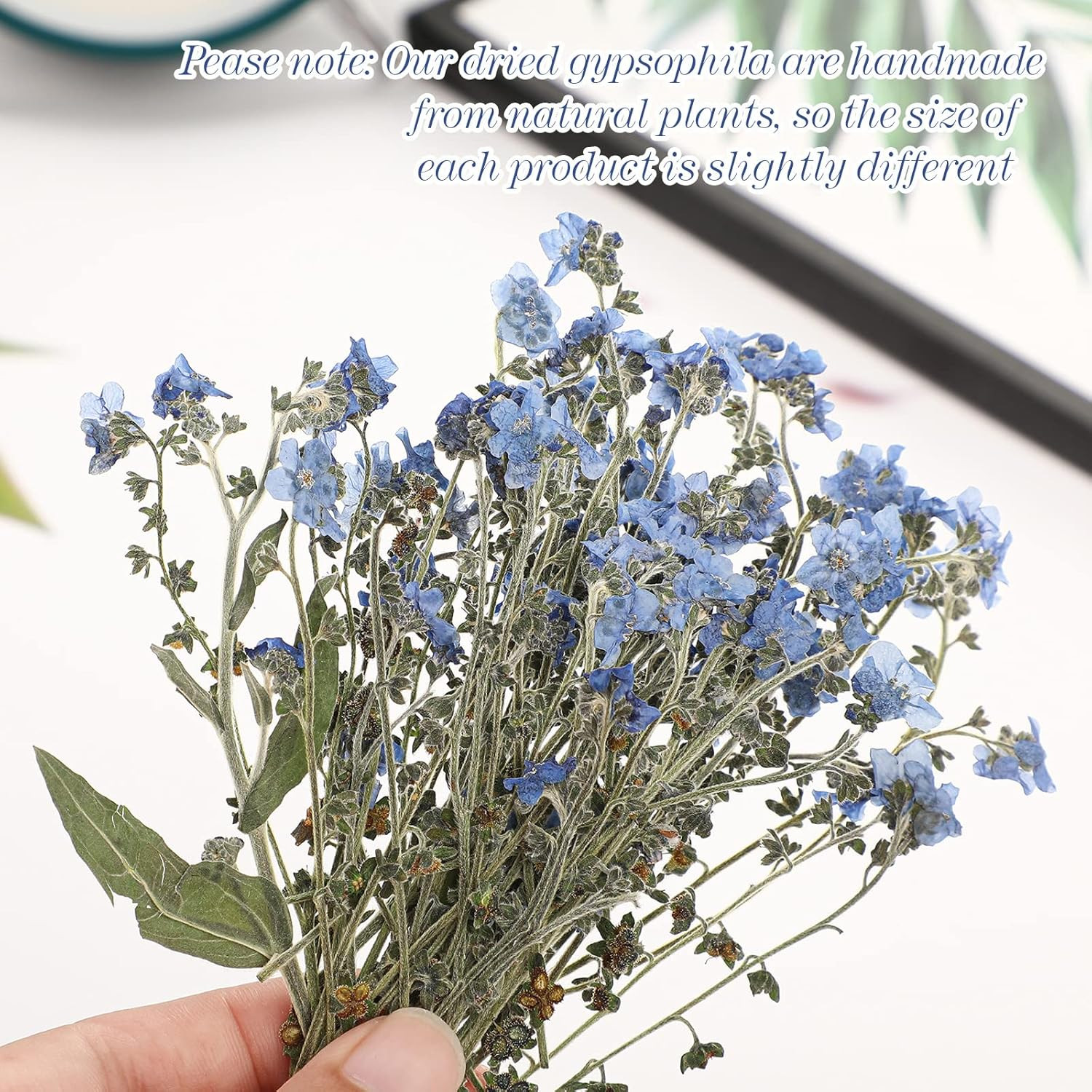50 Pcs Natural Forget Me Not Pressed Dried Flowers Blue Don'T Forget Me Dried Fl