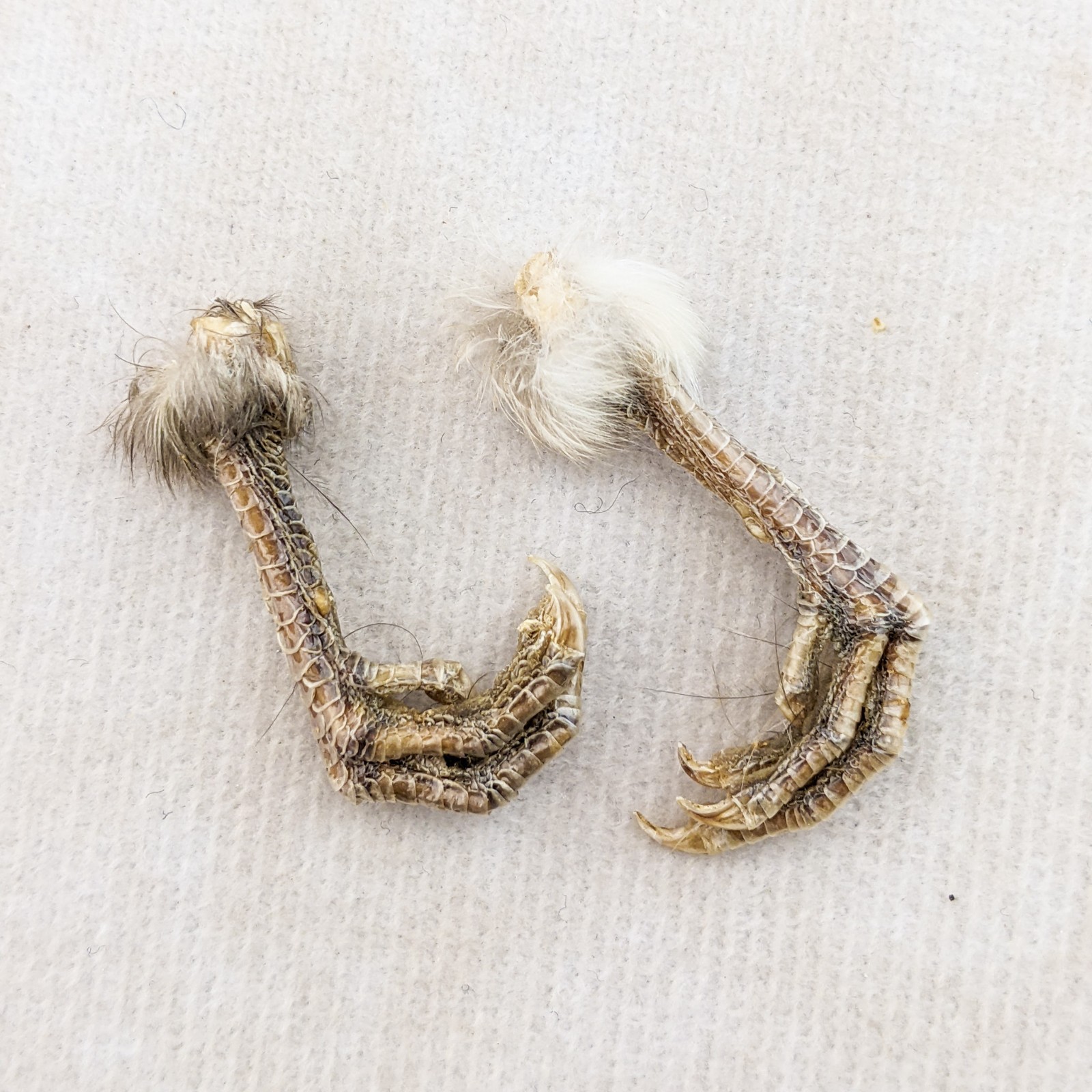 Society Finch Feet Pair Taxidermy Crafts Repairs bird foot claw oddity curiosity