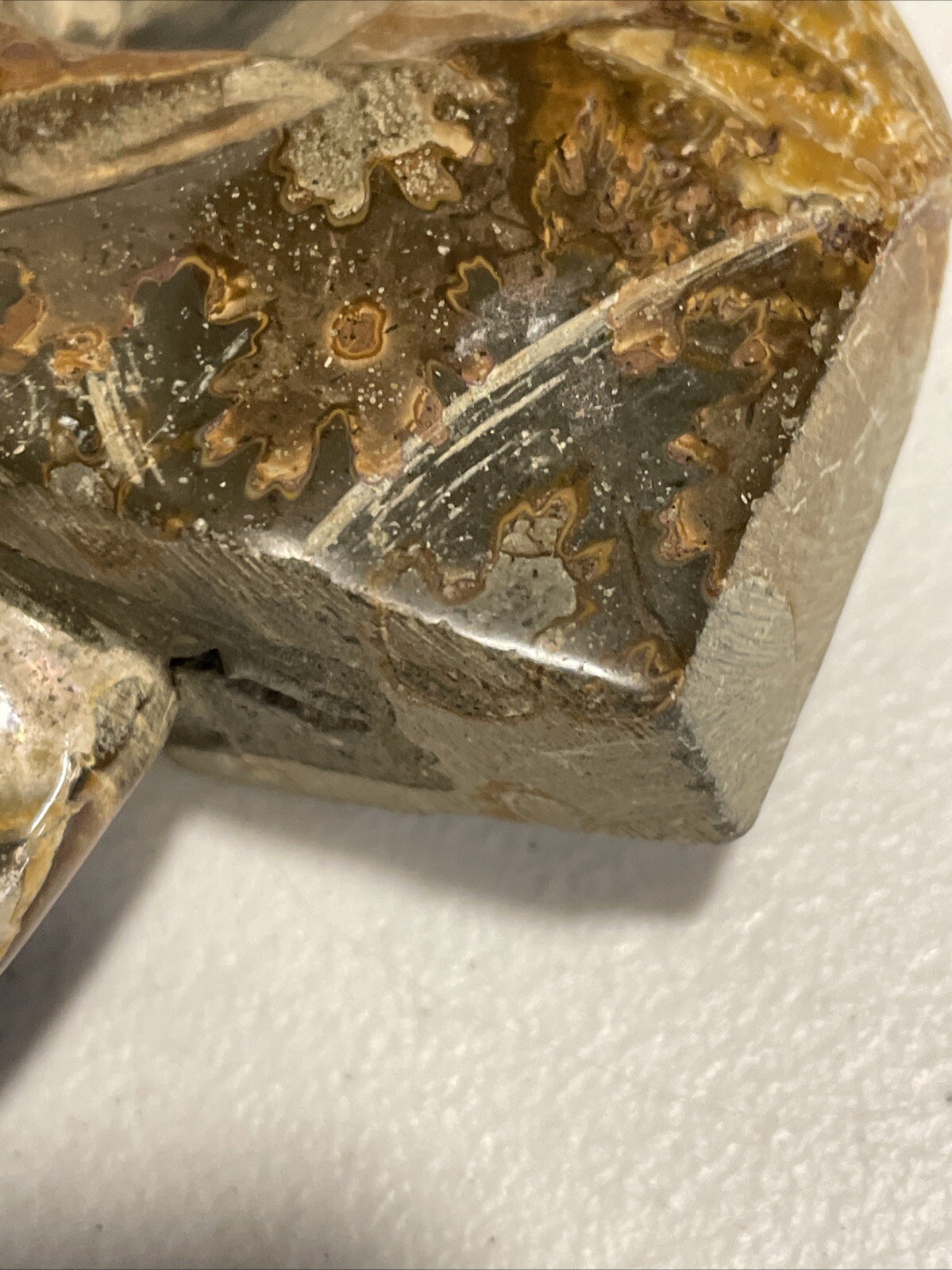 Small Fossilized Agatized Polished Ammonite Specimen 6 inches 1# 10oz