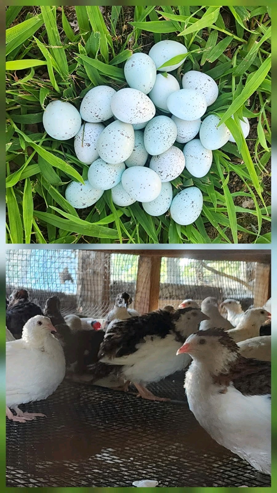 30+  Celadon Coturnix Quail Hatching Eggs  (Blue Egg Layers)
