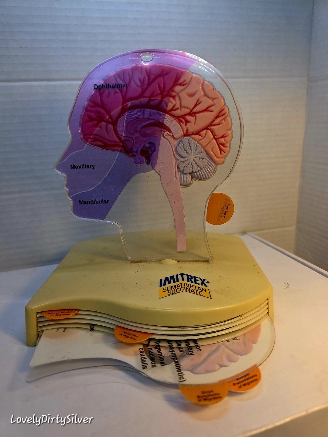 Horror 2002 3D Brain Neuroanatomical Medicine Promo ~ Doctor's Display