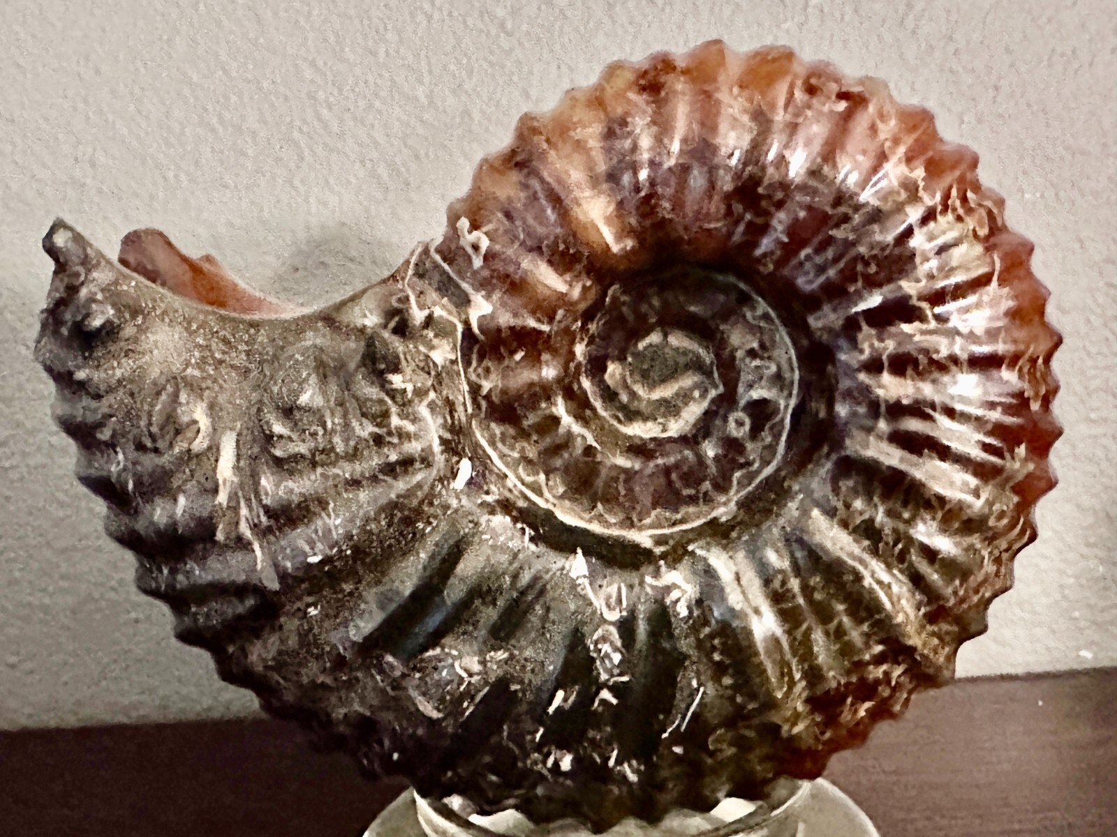 Rare Beautiful "Goat Horn" Ammonite Fossil 3 lb. 5.8 oz. 1526 grams #58