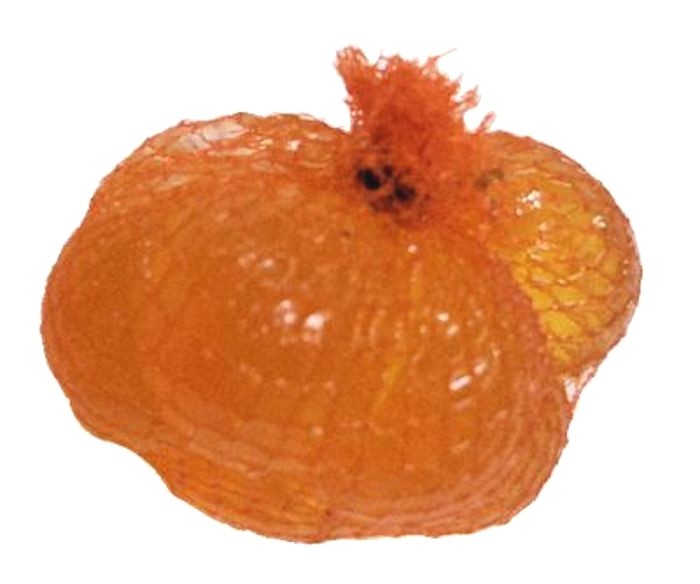 Orange Spawn Sacs, 36 ct, Harvested/Cured/Certified in Michigan #SS12VOR