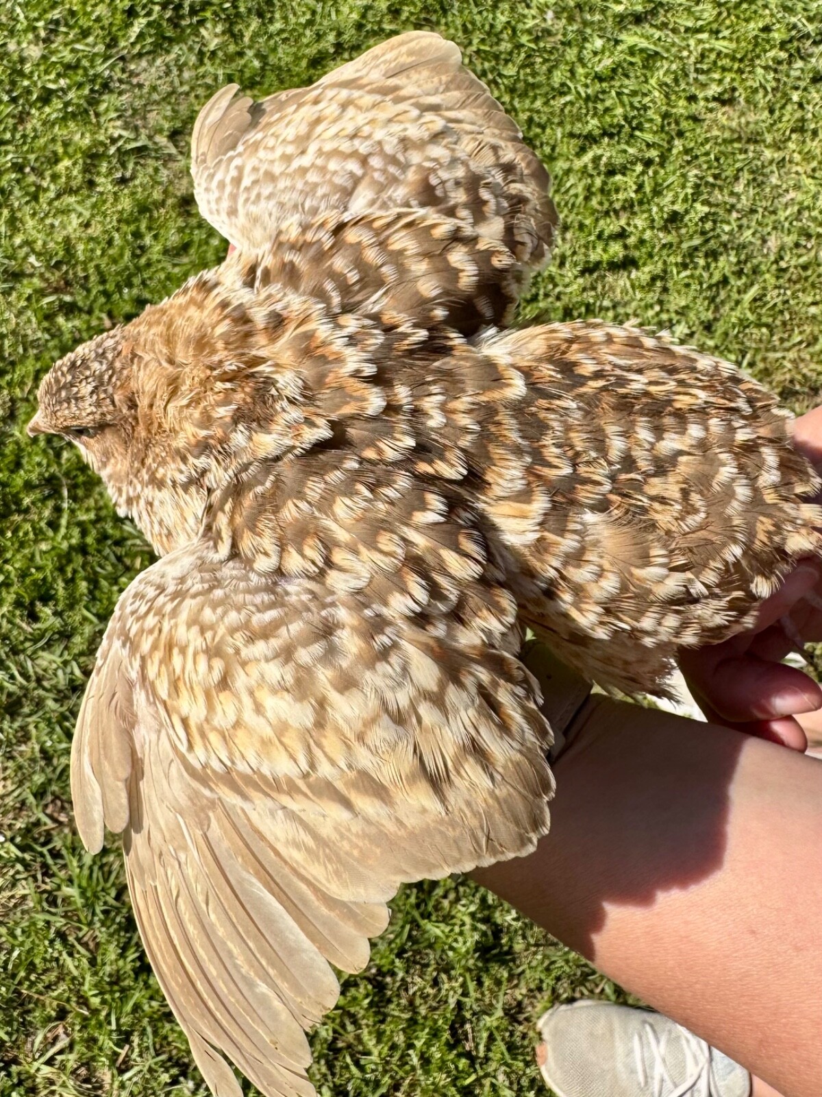 30+ RARE COLORS Coturnix Quail Hatching Eggs NPIP AI Free