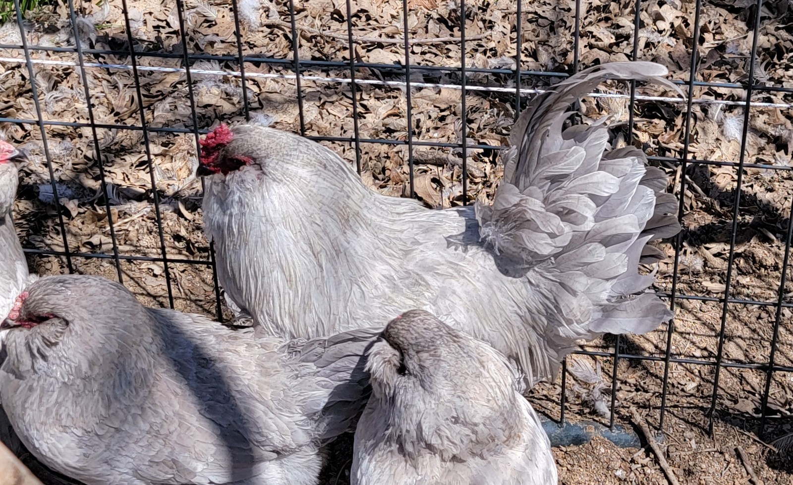 6 Fertile Lavender Ameraucana Hatching Eggs NPIP Certified