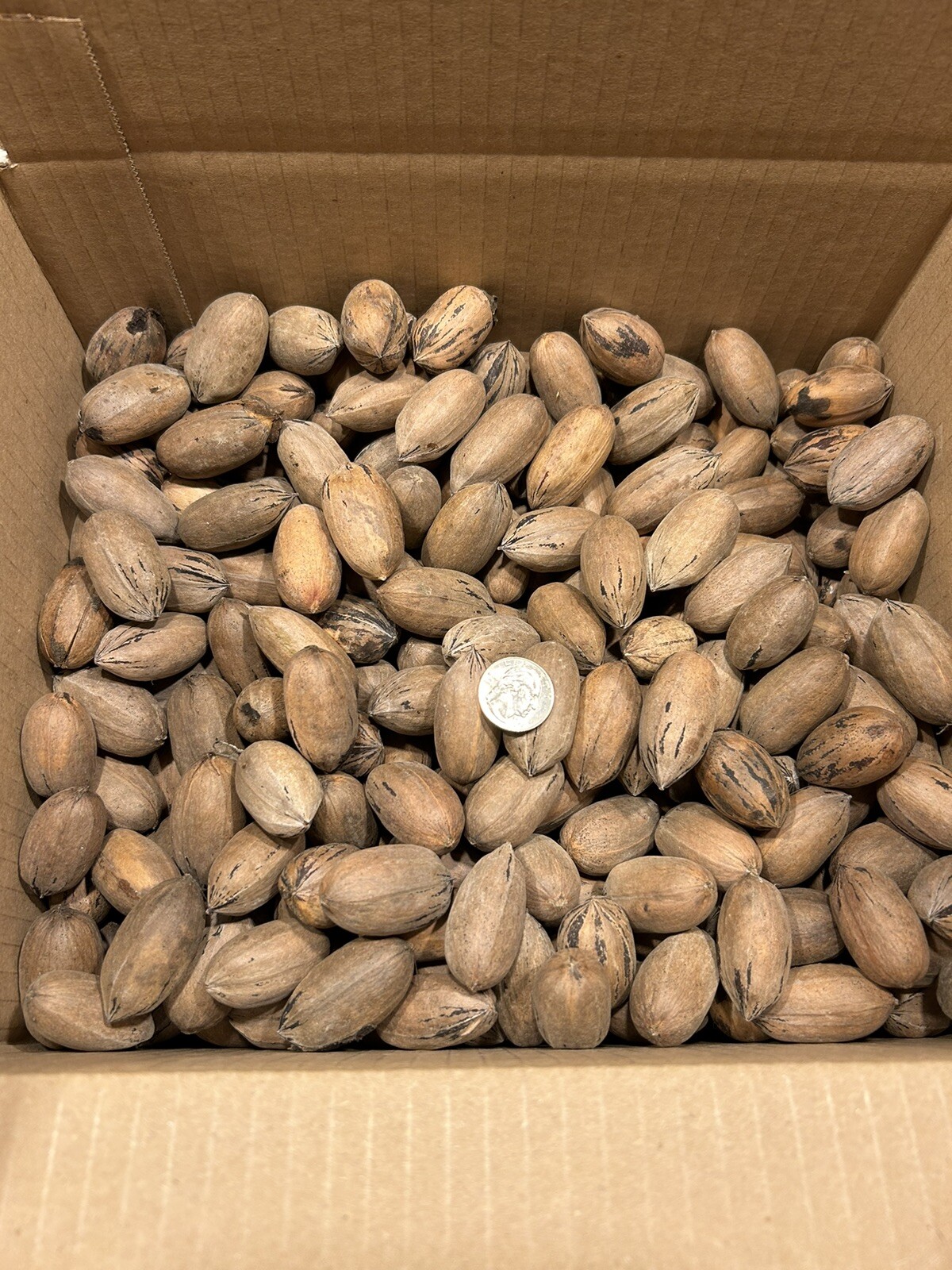 10 Lbs. Fresh 2025 Stuart Pecans In The Shell, Great For Squirrel Feed Or Baking