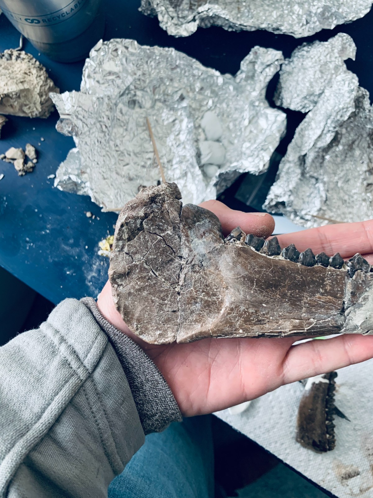 Fossil Merycoidodon Oreodont Teeth In Jaw, White River Badlands,