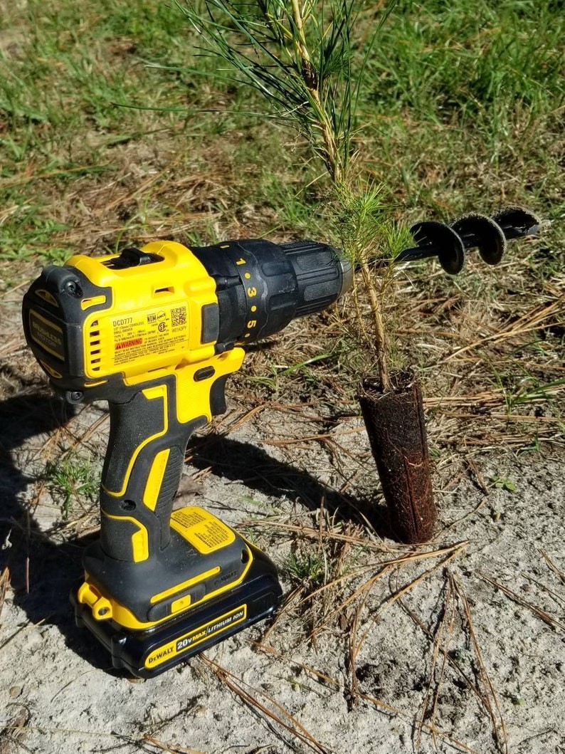 150 Loblolly pine tree containerized seedlings