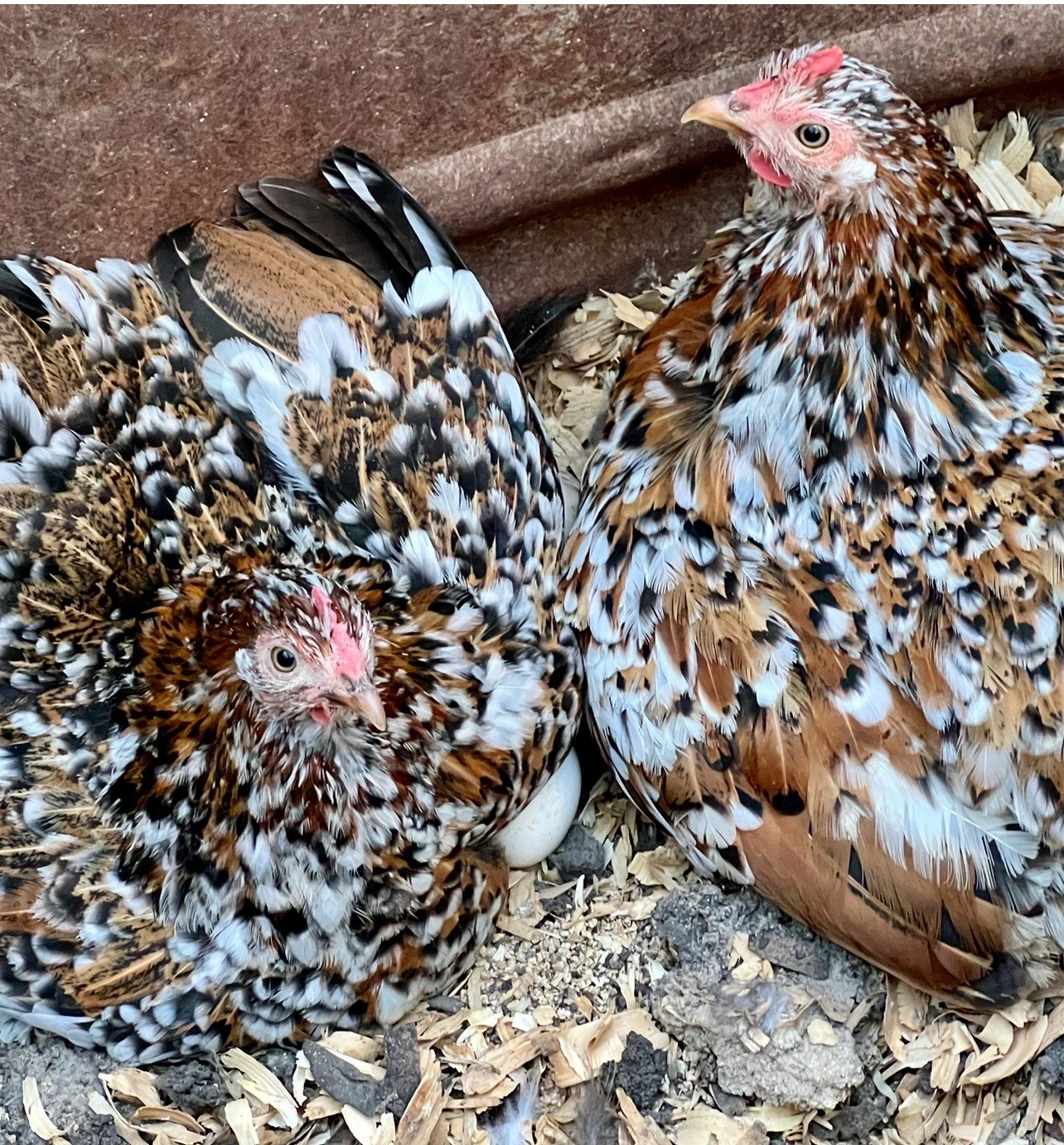 Dozen Mille Fleur Bantam Cochin Eggs