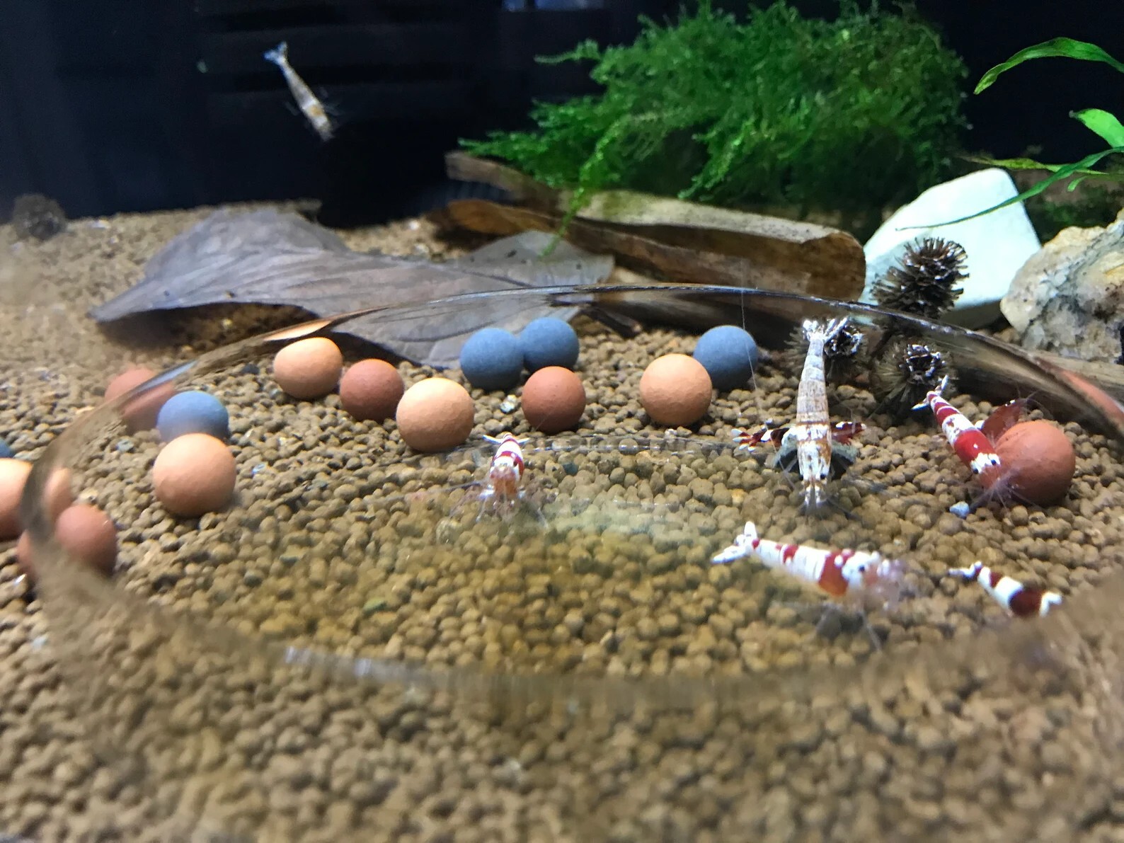 Indian Almond Leaves Alder Cones Mineral Balls Cholla Wood Package For Aquarium