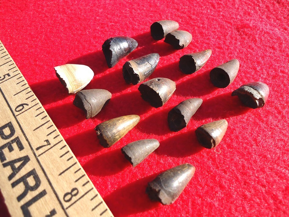 *BULK PRICE* ALLIGATOR TEETH FLORIDA FOSSIL TOOTH JAW BONE BONES CROCODILE SKULL