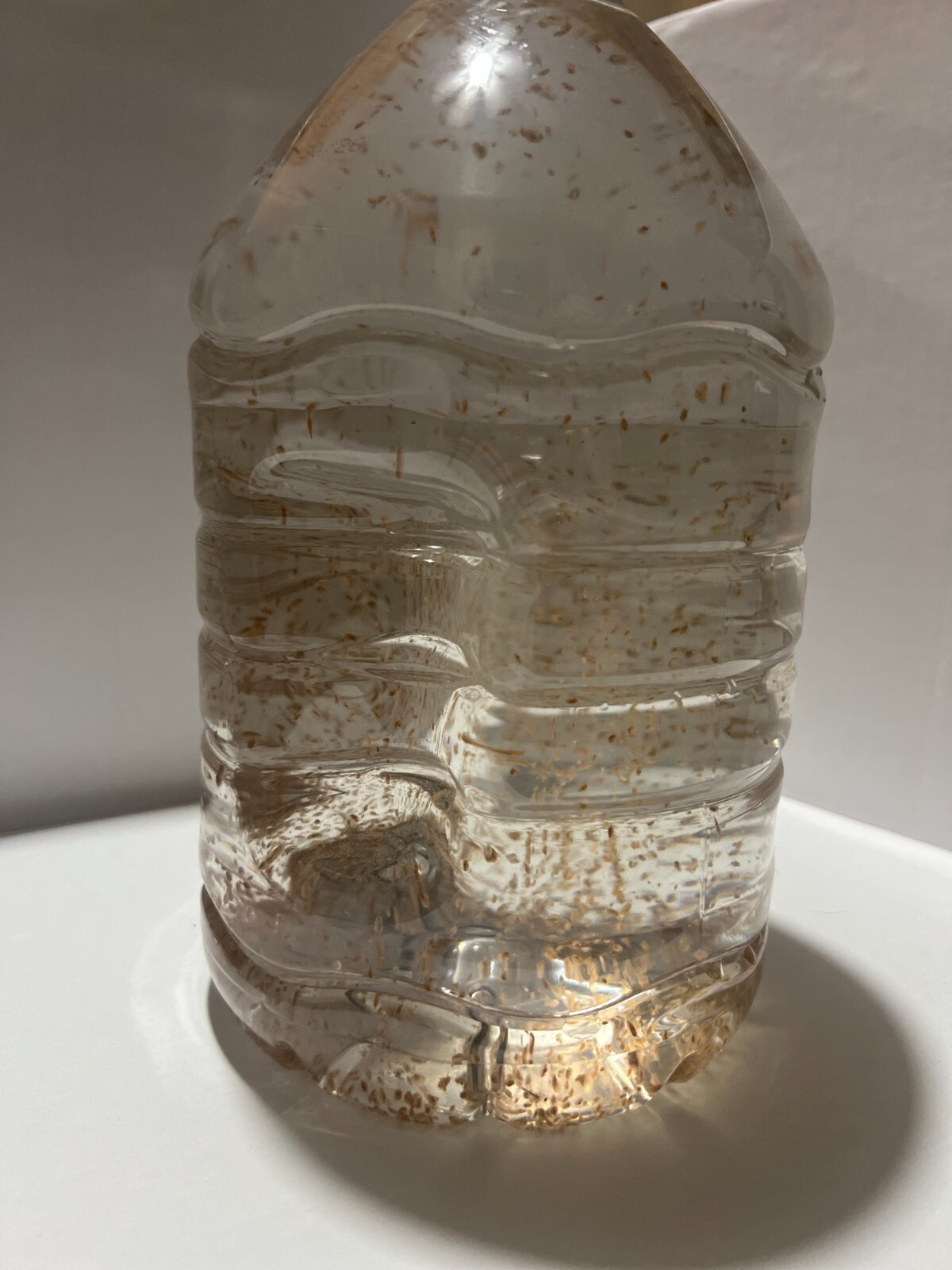 (Buy 2 Get 1 FREE) 500+ Live Daphnia Magna 500+ (FREE SHIPPING)