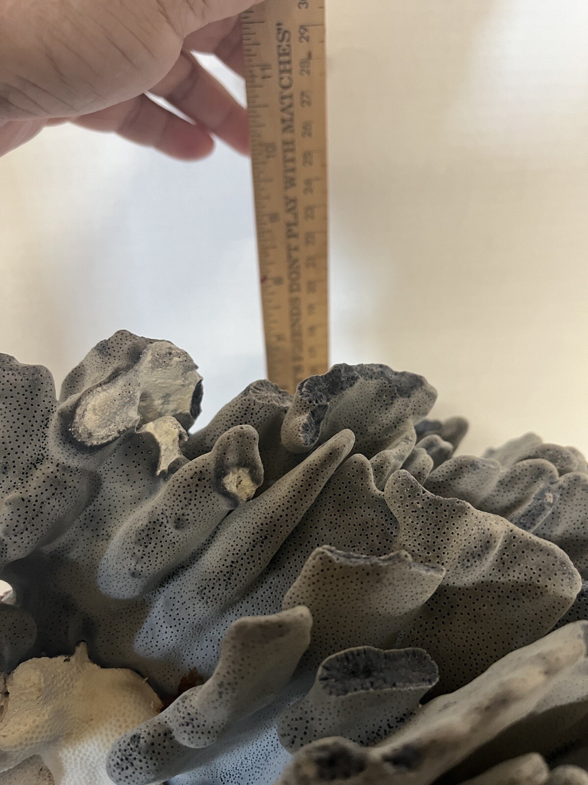 Natural Real Blue Ridge Coral Huge Specimen Shell 12x12x10 Nautical Home Decor