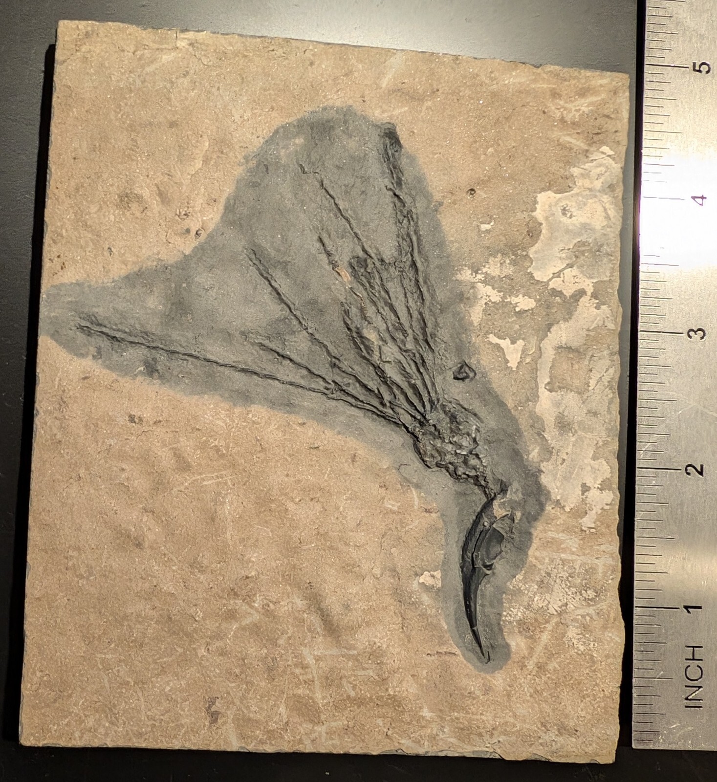 Gogia granulosa Fossil Wheeler/Marjum Formation, Utah Cambrian Proto-echinoderm