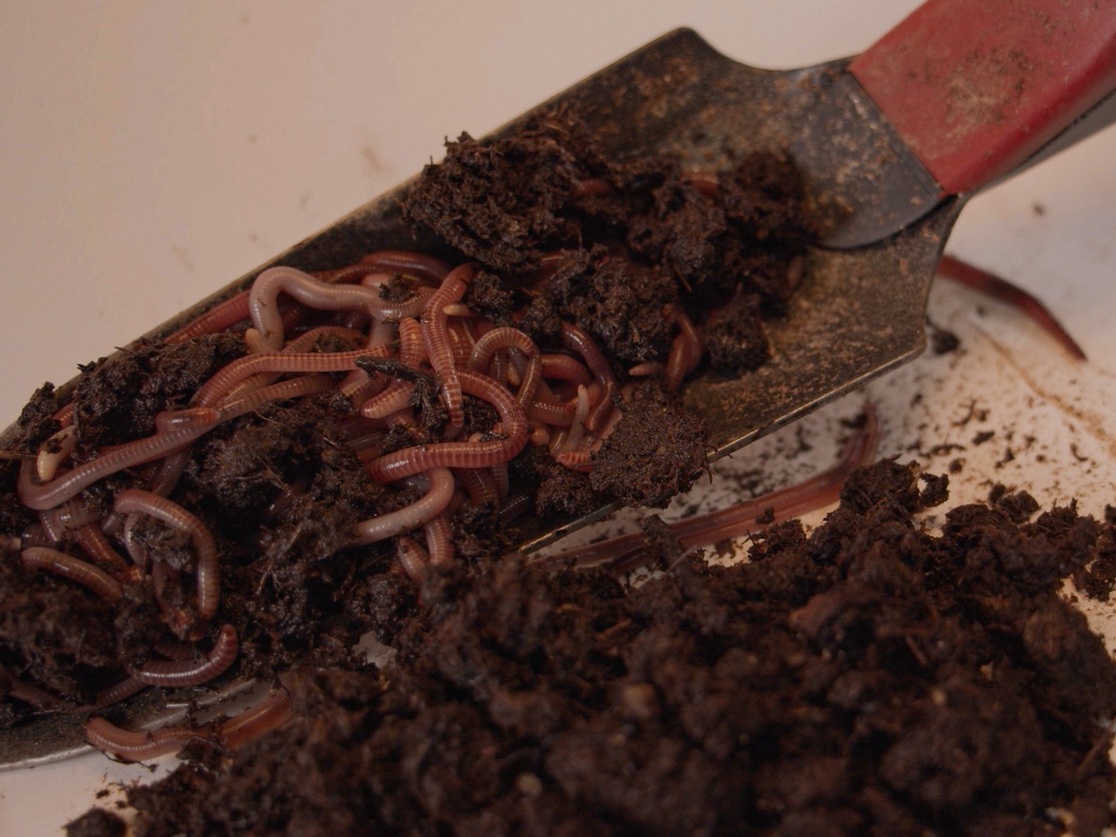 1 lb/ 1000 Ct Live Red Wiggler Composting Worms - Eisenia Fetida-live delivery