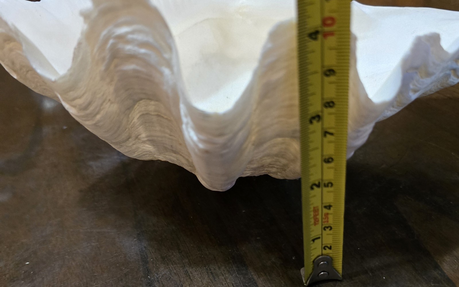10" Natural Giant Clam Shell Tridacna Gigas Seashell Nautical Decor Beach House