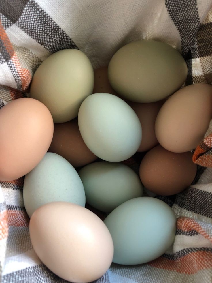 Fertile Rainbow Farm Fresh Assorted Multi-Colored Hatching Chicken Eggs