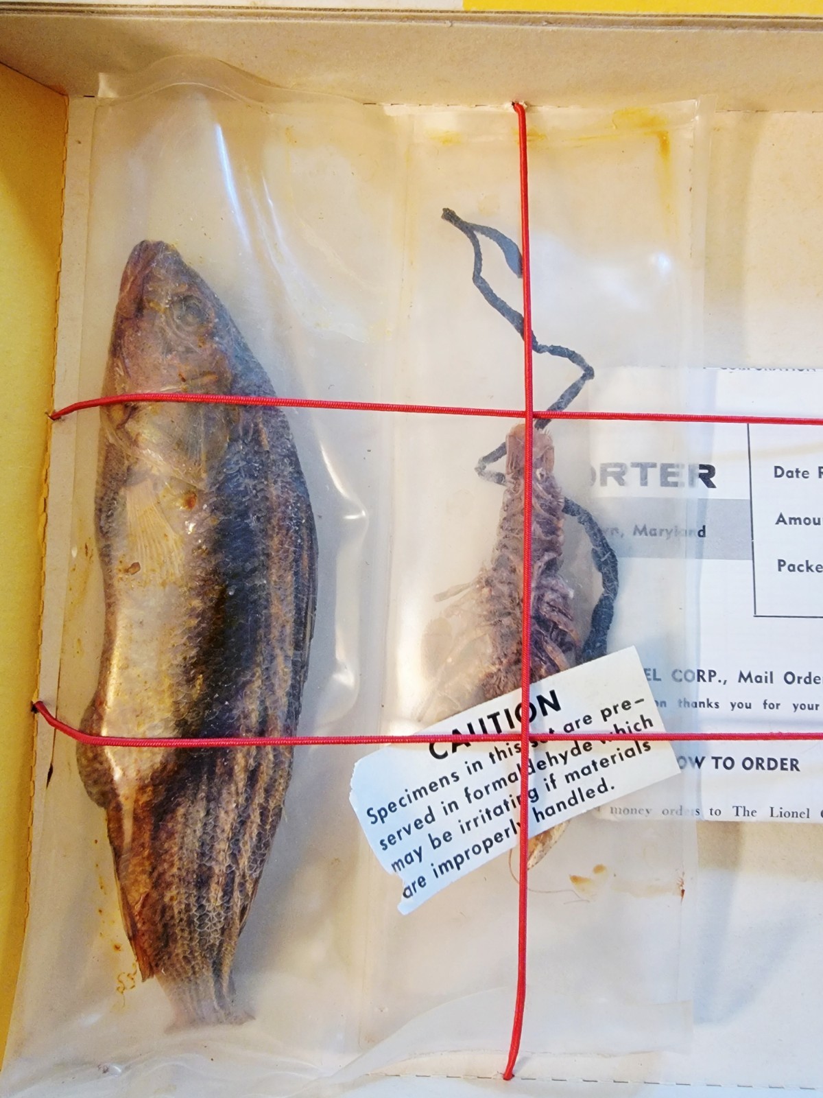 1960s LIONEL-PORTER BIOCRAFT BIOLOGY LAB. BRAND NEW, UNUSED *RARE* 3 SECTIONS!