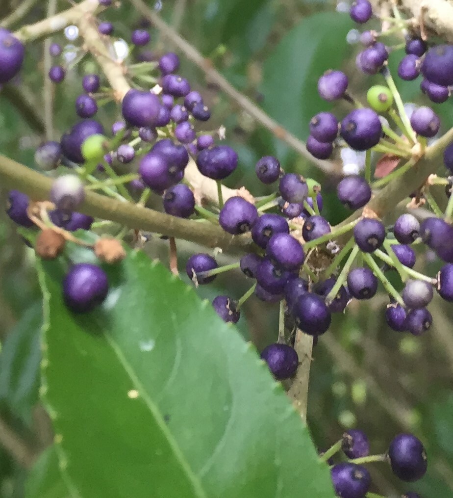 Mahoe - 50 seeds - Melicytus ramiflorus - Whiteywood - NZ Native