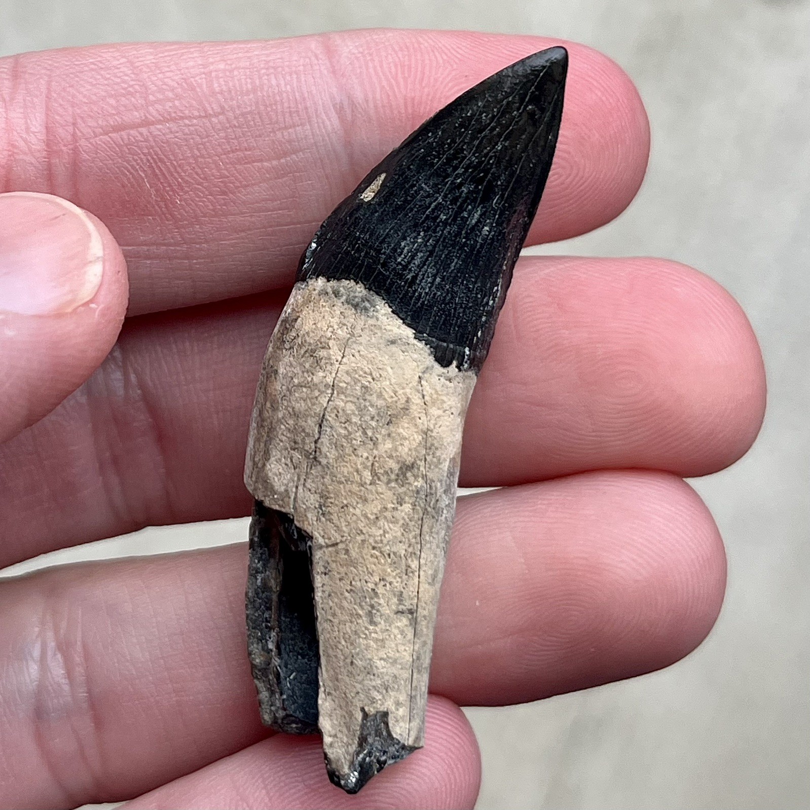 Ankylorhiza Tooth Fossil - Summerville SC - Marine Mammal