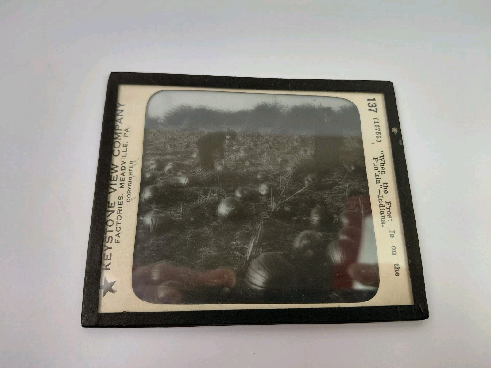 Magic Lantern Glass Slide Photo Keystone P137 Pumpkin Field Indiana