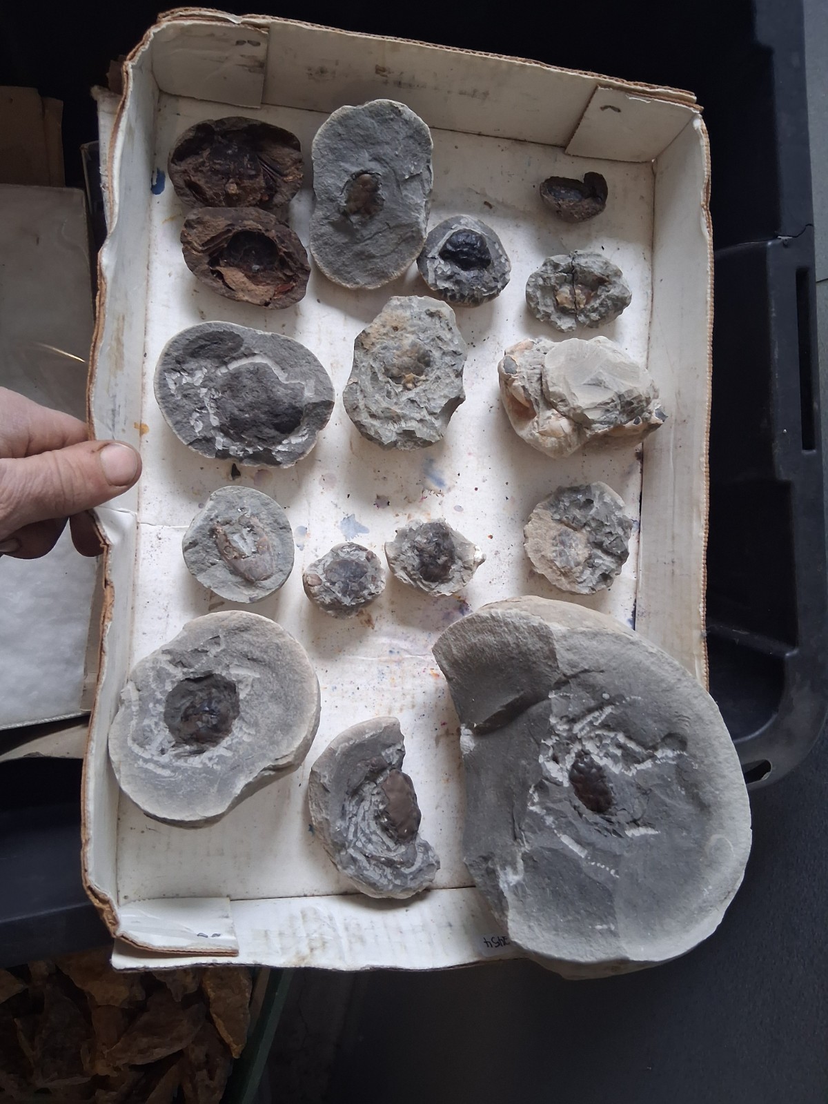 15 Unfinished Crab Fossil Lot Washington State