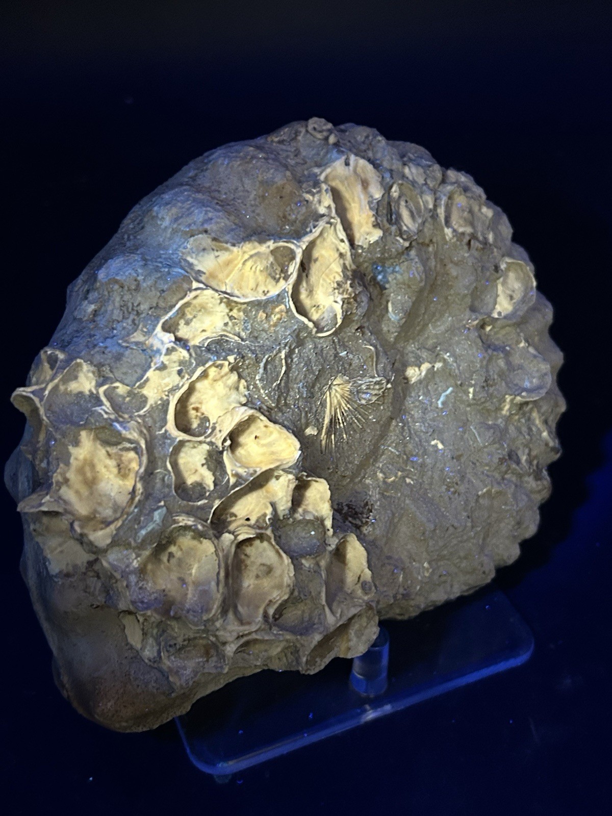 SUPERB 7.5” Cretaceous Mortoniceras Sp.Texas Fossil Ammonite!CRAZY Oyster Party!