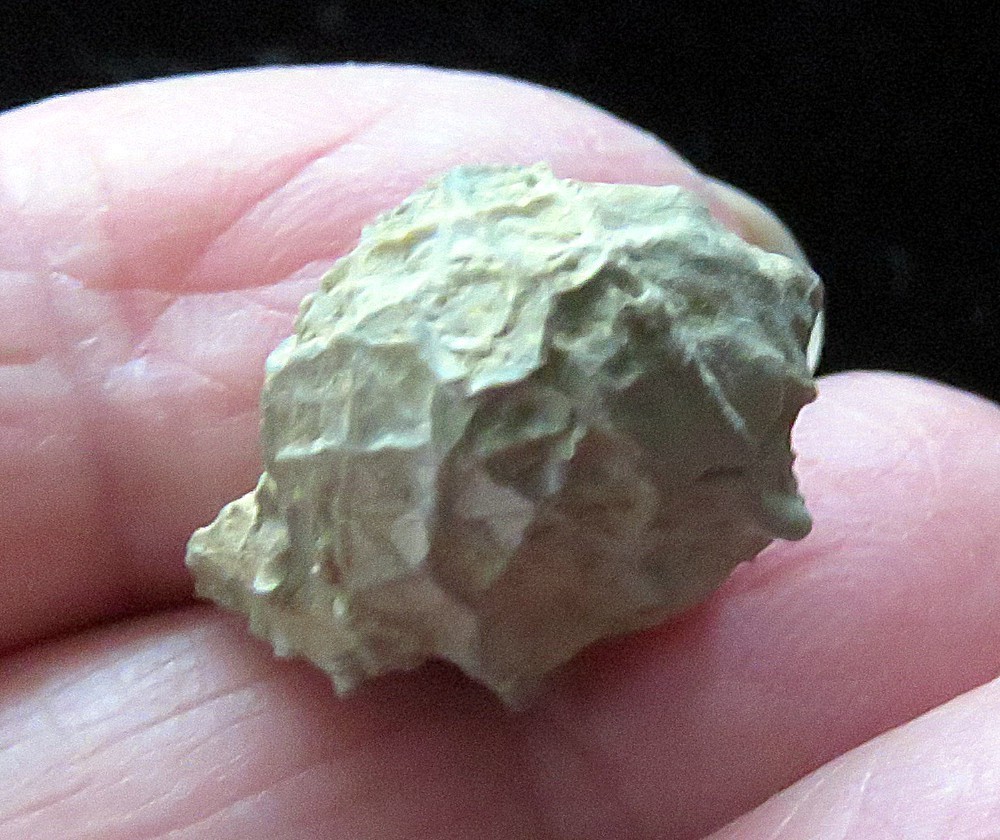 Crinoid- 3/4"- Glyptorinus dyeri- Ordovician- Cincinnati, Ohio