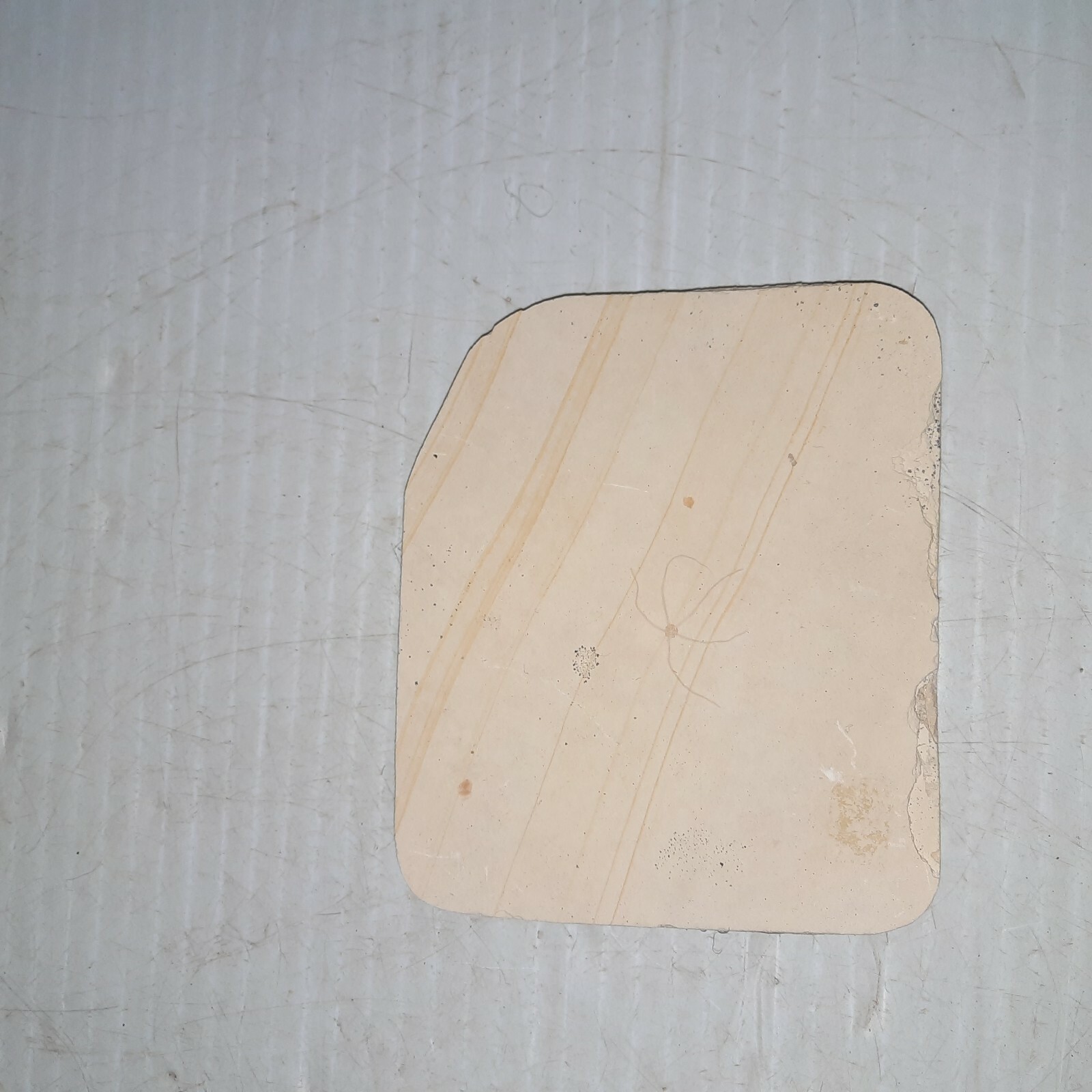 Geocoma Carinata Starfish Fossil Zandt, Germany