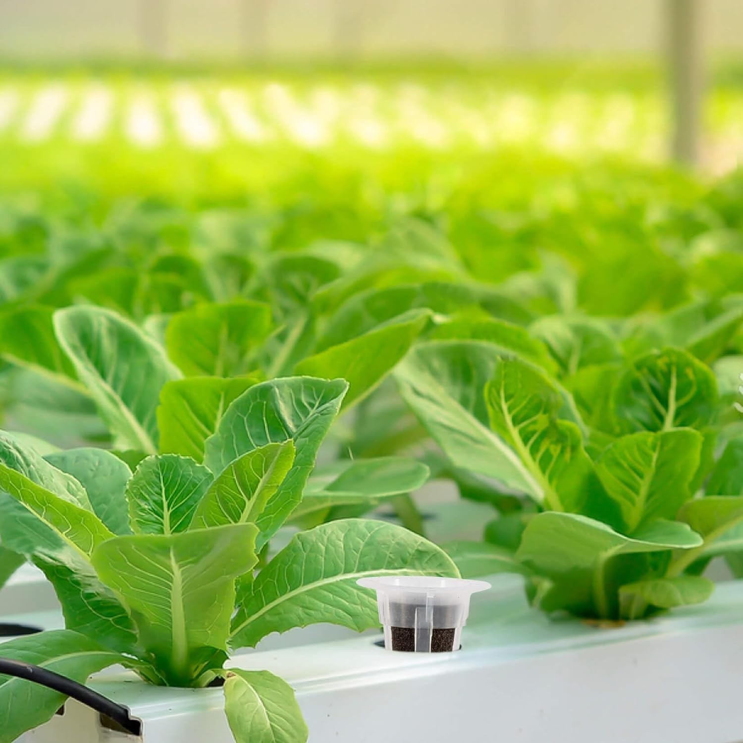 50 pc Hydroponic Grow Sponges Seed Starter Plugs for Herbs, Vegetables & Flowers