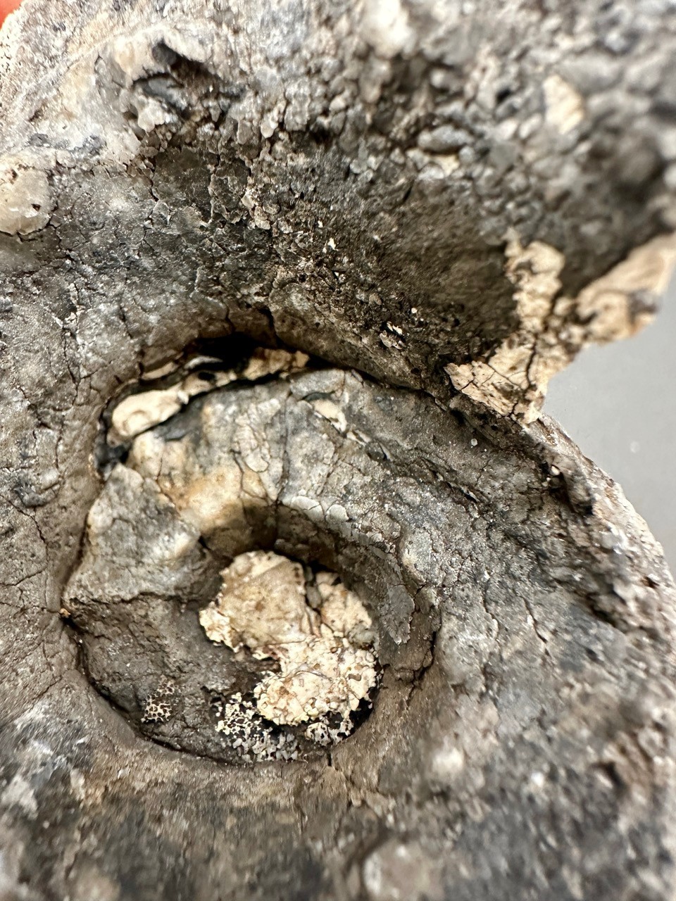 Rare Pleuronautilus aff. malaycus - Late Triassic Norian Timor Indonesia 7.5 cm