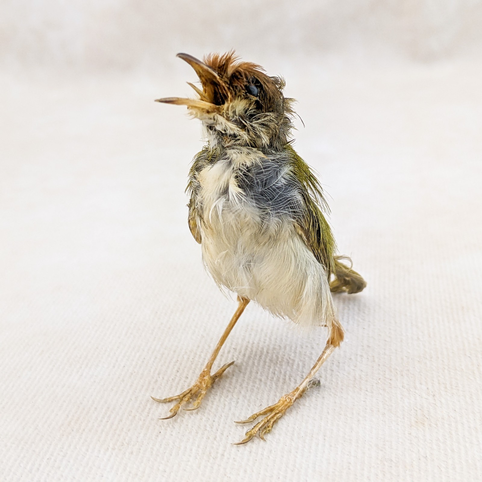 Ashy Tailor bird taxidermy Orthotomus ruficeps Bird Specimen oddities gift decor