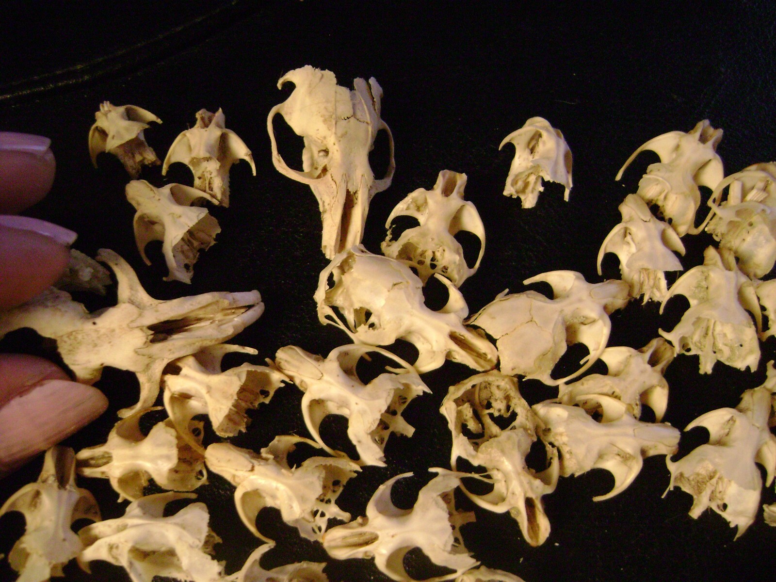 50 BROKEN RAT SKULLS real animal bones head skeleton taxidermy art crafts lot