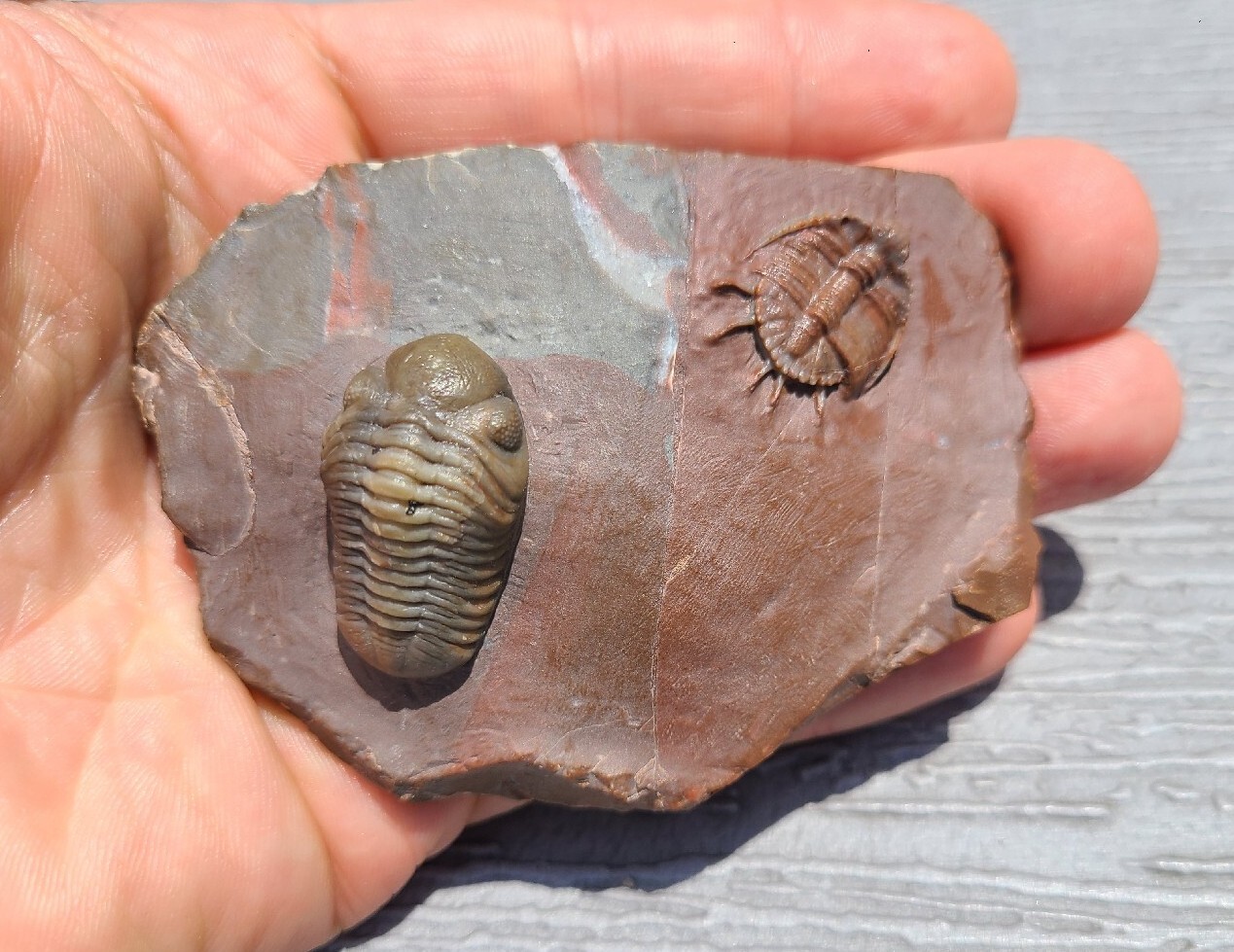 Top prep Basseiarges and Austerops fossil Devonian from Jorf beautiful color