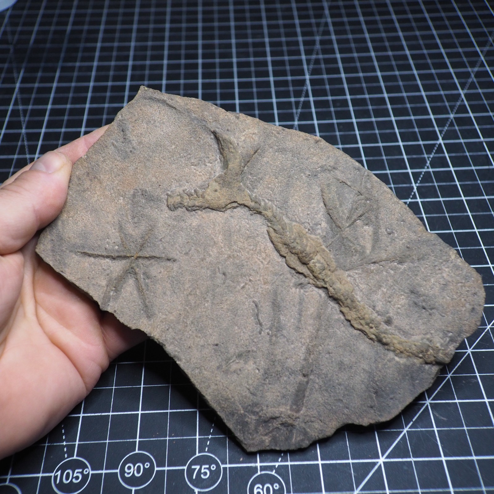 Trilobite Trace Fossil Cruziana Feeding Track Ordovician Morocco Star Trace